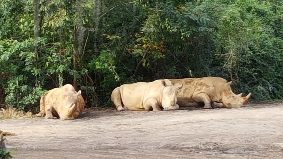 A trio of white rhinos catch a nap in the summer sun at Animal Kingdom at the Walt Disney World Resort in Orlando, Florida.