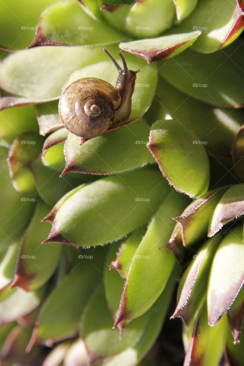 Beautiful snail