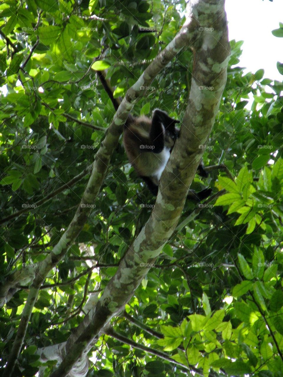Howler Monkey