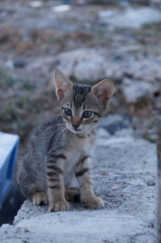 überqueren Sie Rasse Weiße Katze Mit Blauen Kragen Sitzen