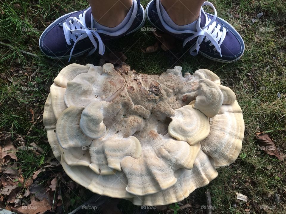 Berkeley's polypore 