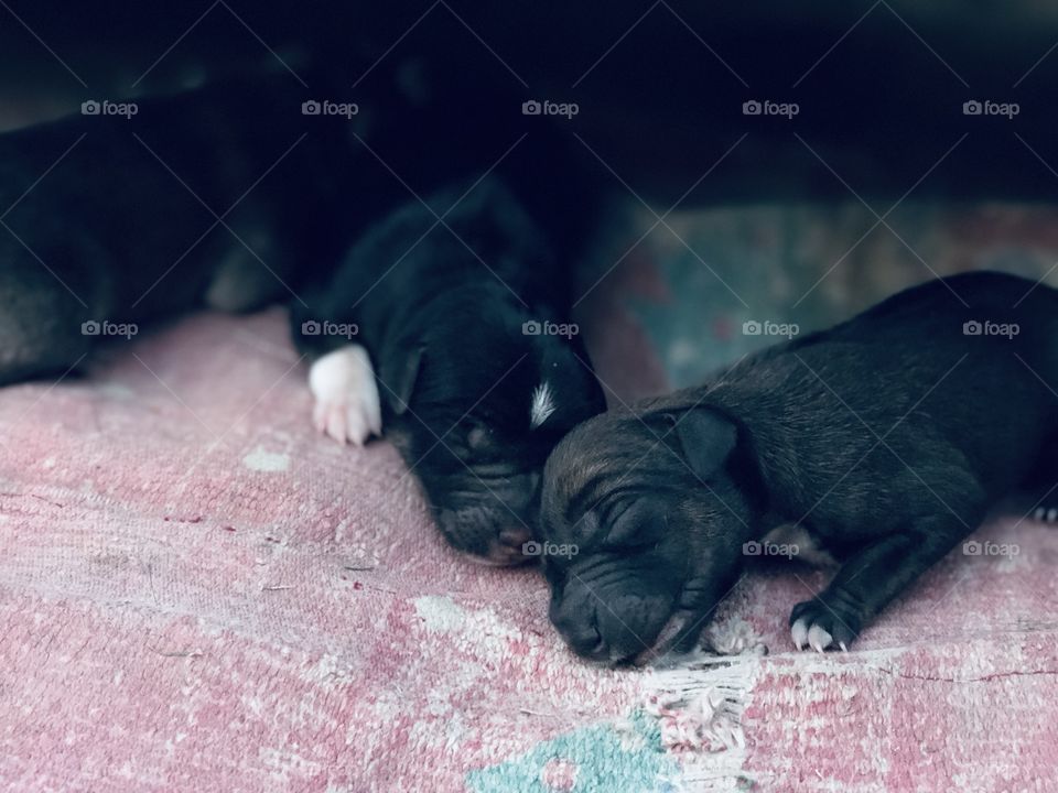 New Born pups 