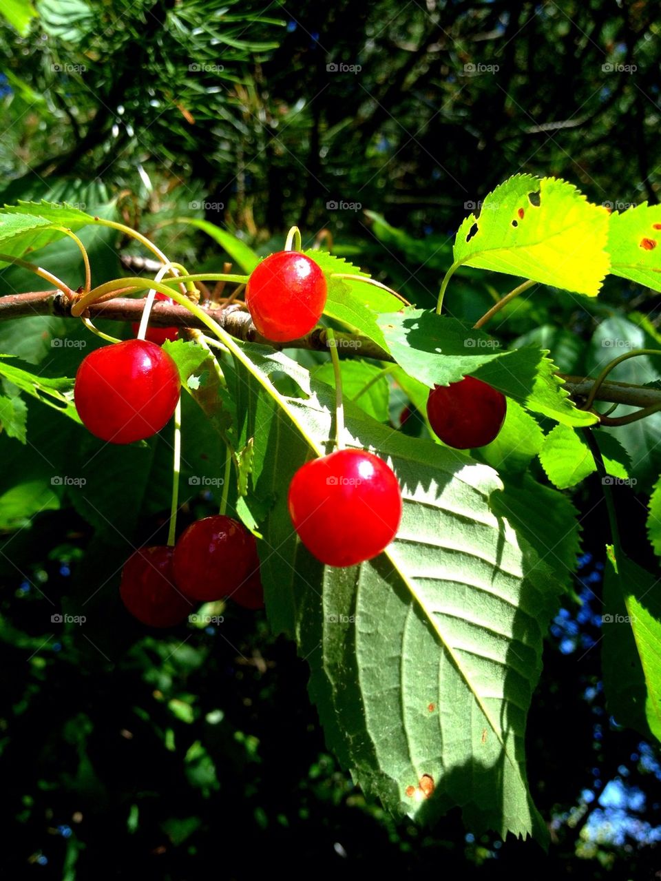 garden red cherries leafs by lemonique