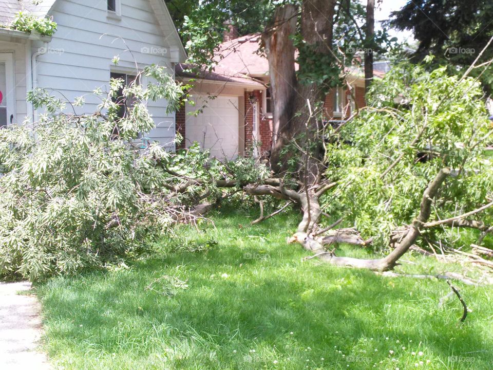 Summer Storm Damage. Large tree limbs brought down by violent weather.