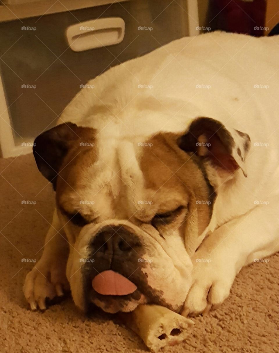 English Bulldog sticking his tongue out.