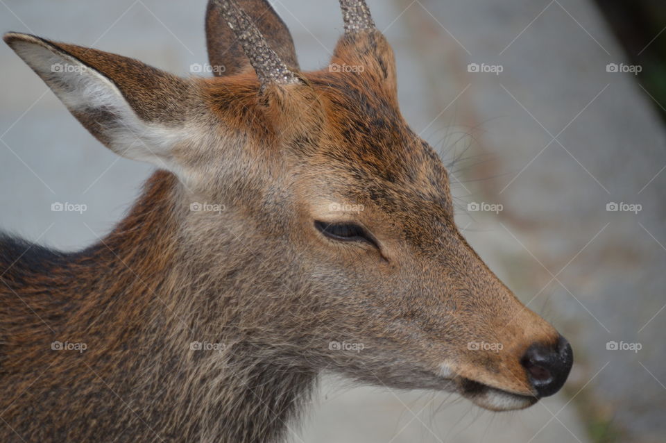 Close Up Of A Deer At Nara Park Japan