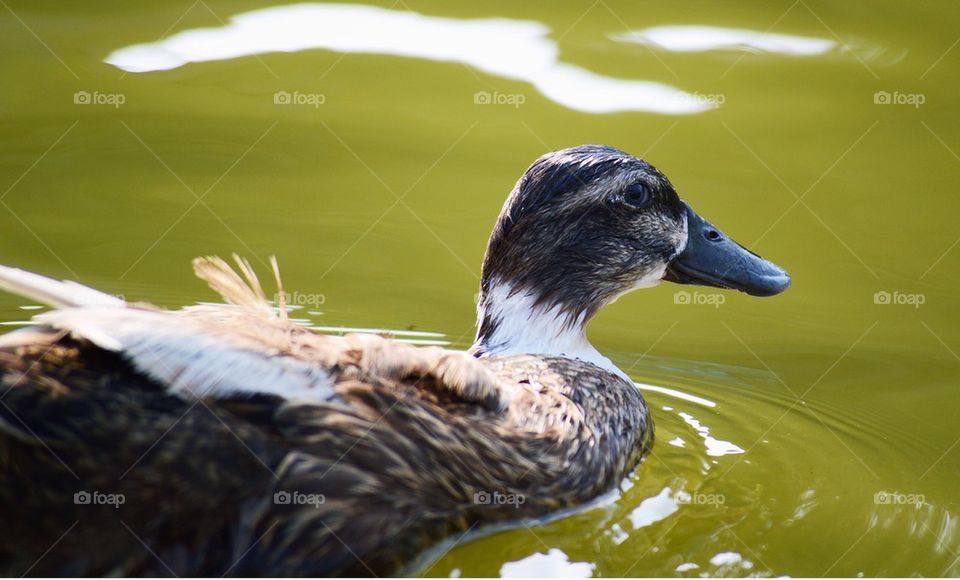 Duck in the pond