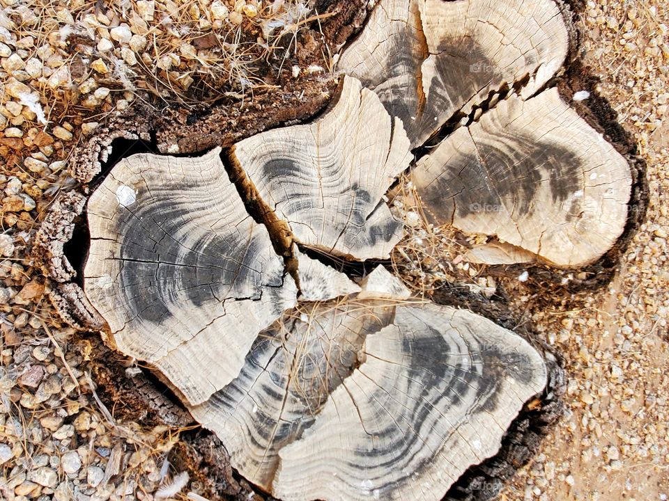 The Beauty of a Dead Tree Trunk