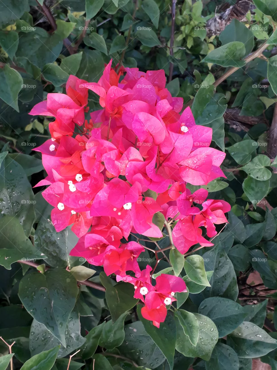 red flower