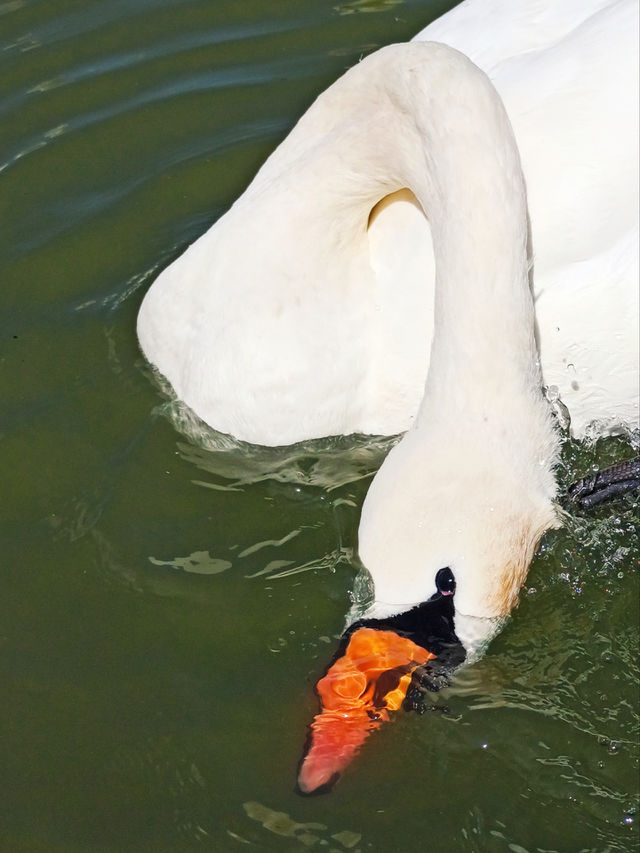 white swan