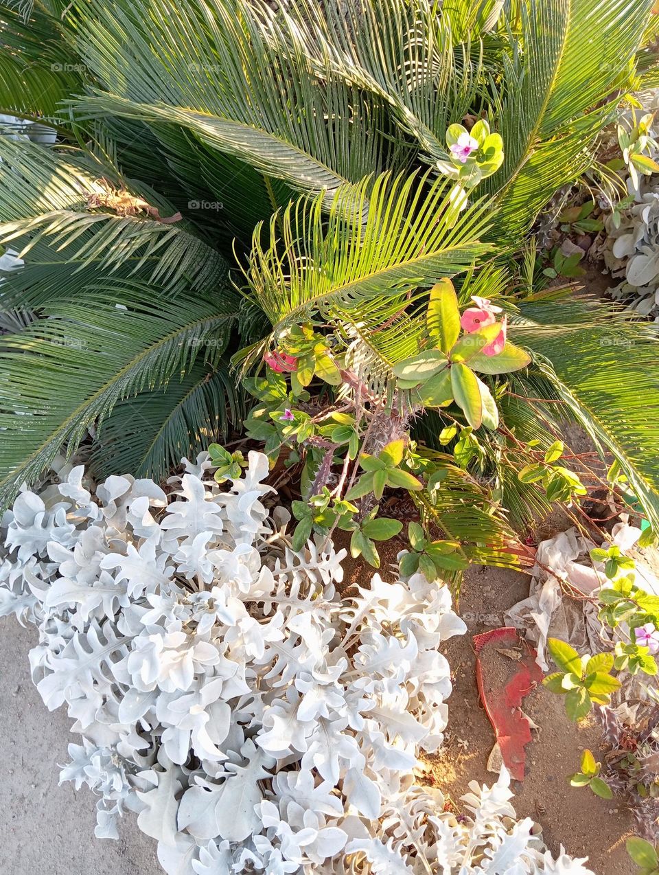 Green and white 💚🤍