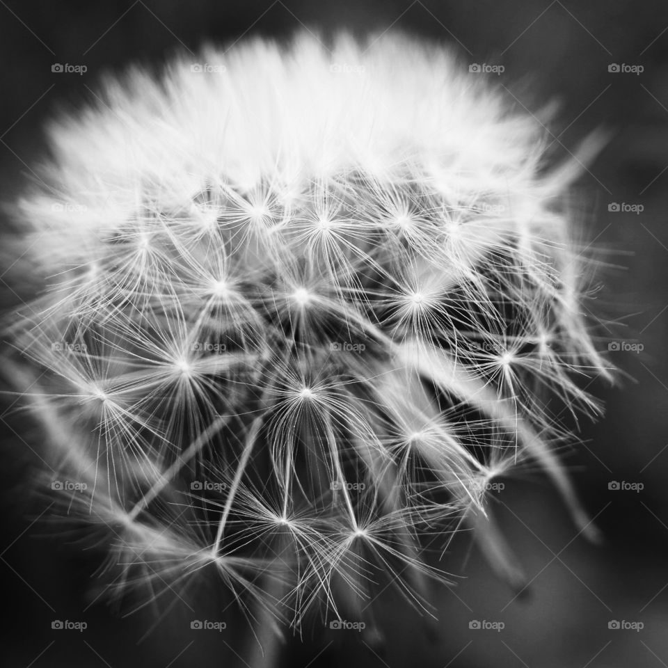 Monochrome dandelion clock