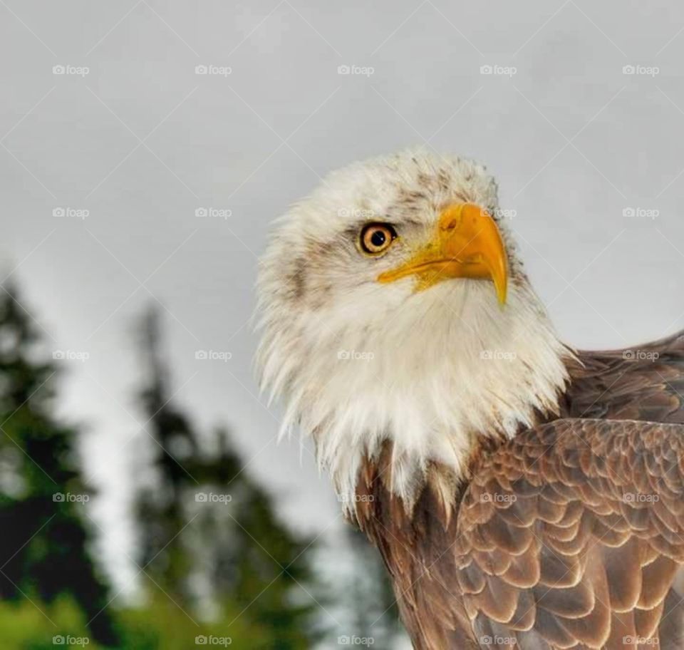 Close up shot of bald eagle