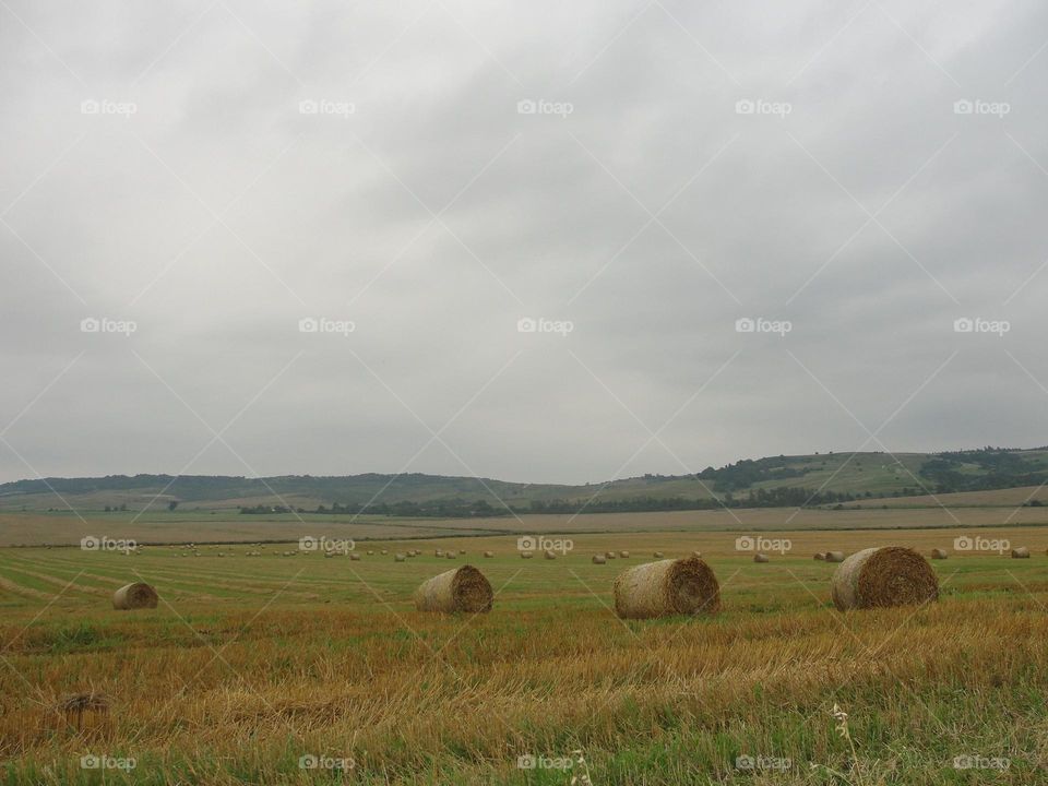 Field with bales of hay