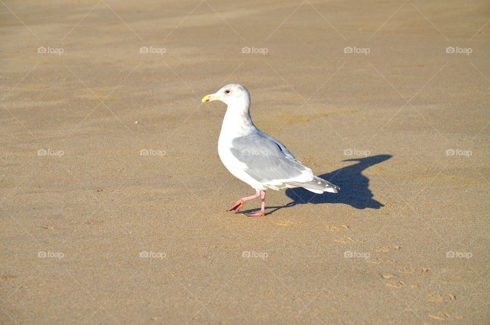 seagull