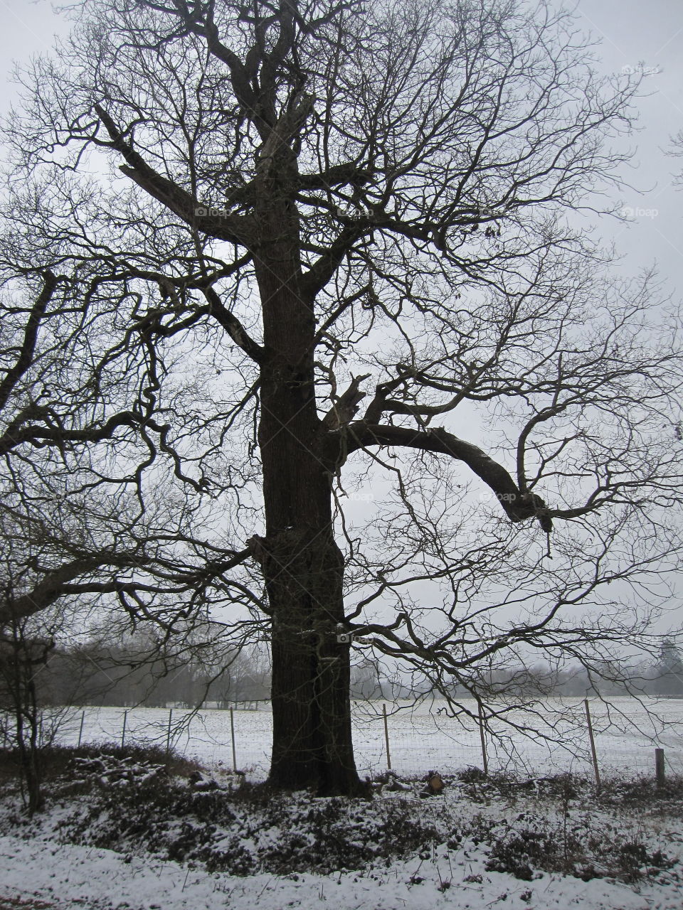 Dark Tree Trunk