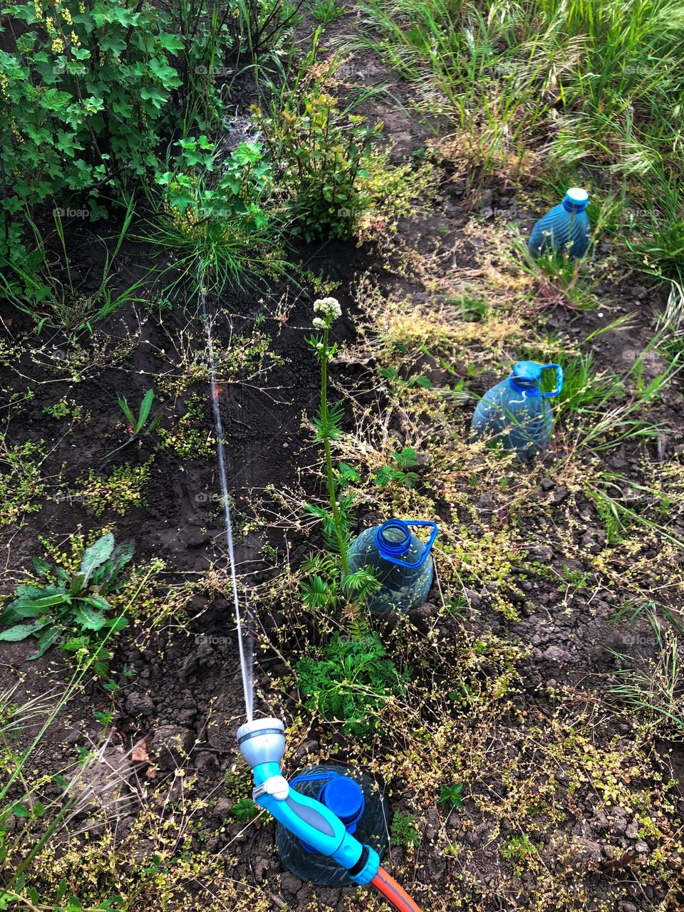 watering plants in the garden