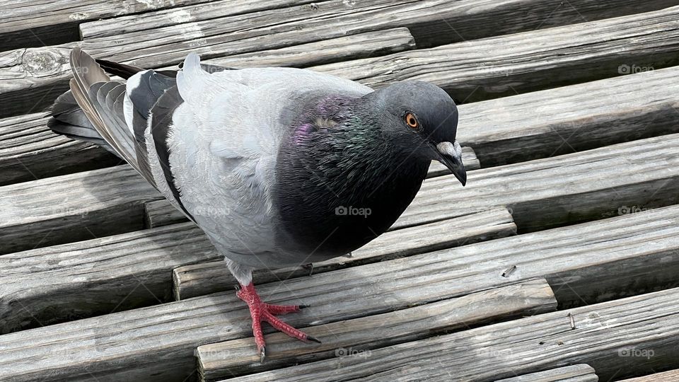 Pigeon Waddelling