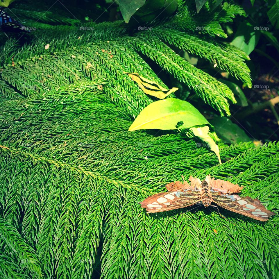 Moth on evergreen. Moth resting on evergreen