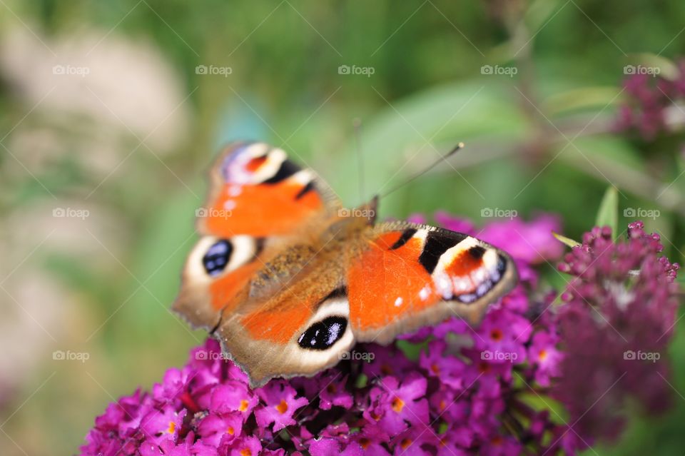 Butterfly in my garden