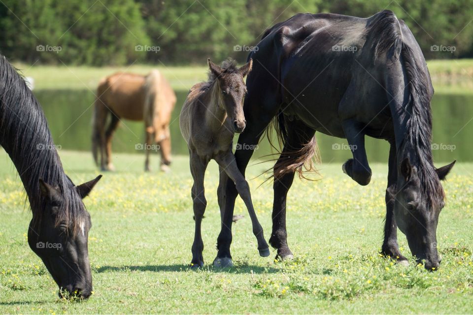 Horsing Around