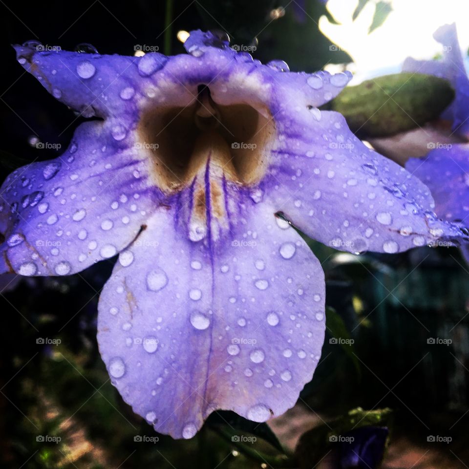 FOAP MISSIONS - 🇺🇸 The weather is rainy.  Therefore, the beauty of the petals of our orchids is wet and inspiring! / 🇧🇷 O clima está chuvoso. Portanto, a beleza das pétalas das nossas orquídeas estão molhadas e inspiradoras!