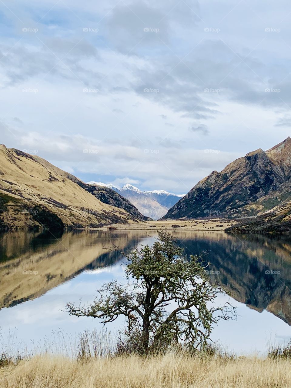 The lone tree by the lake, with snow-capped mountain in the distance, photo taken on a cloudy morning in Queenstown, New Zealand.