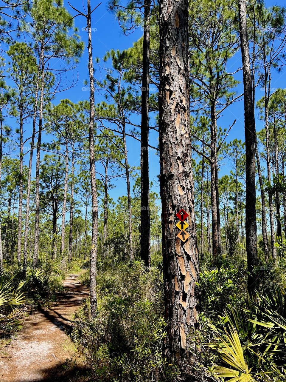 Pine trees with trail blazes in Point Washington State Park. The trail is visible on a sunny clear day.