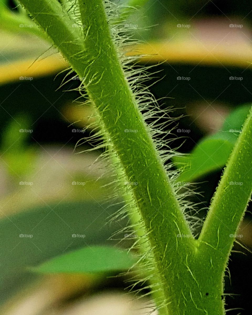 hairy plant