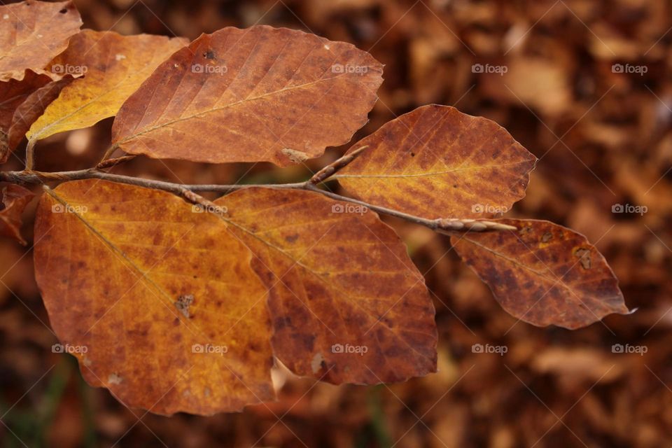 Autumn vibes 🤎💛🍁