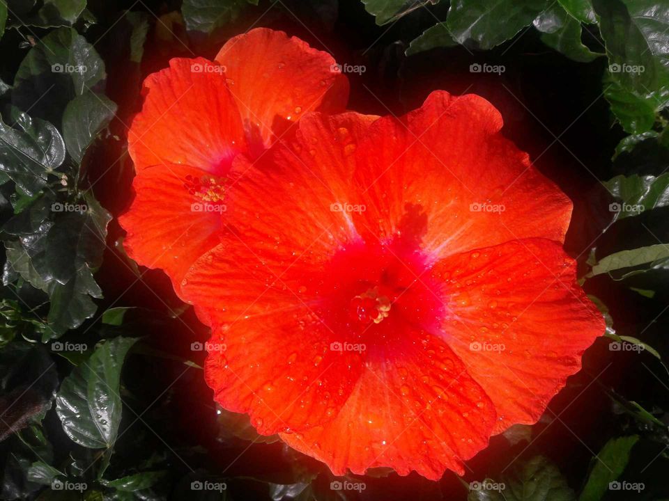 No Person, Leaf, Nature, Garden, Flower