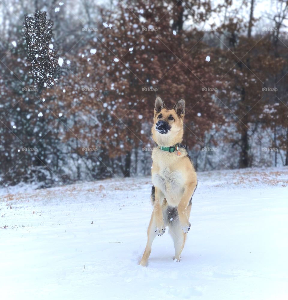 German Shepherd enjoying playing in the snow