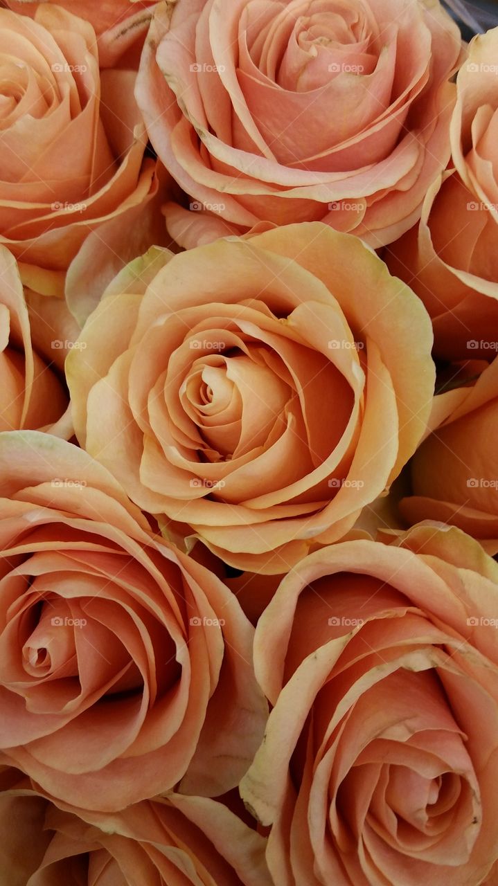 Peach vintage roses