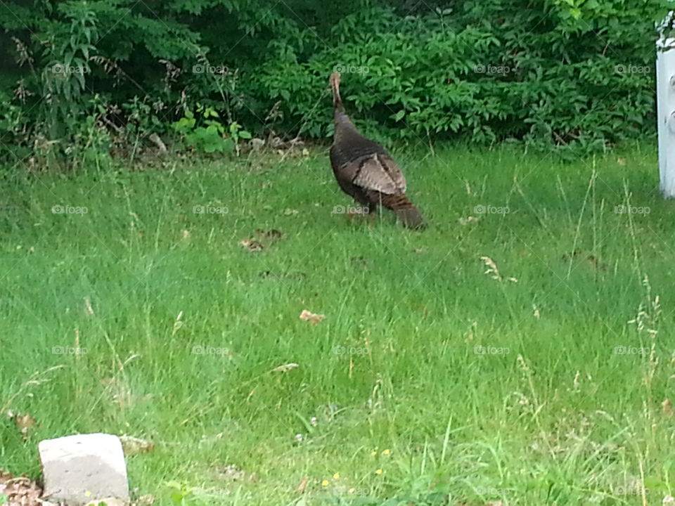 Turkey hen with 8 young. in front of my house.