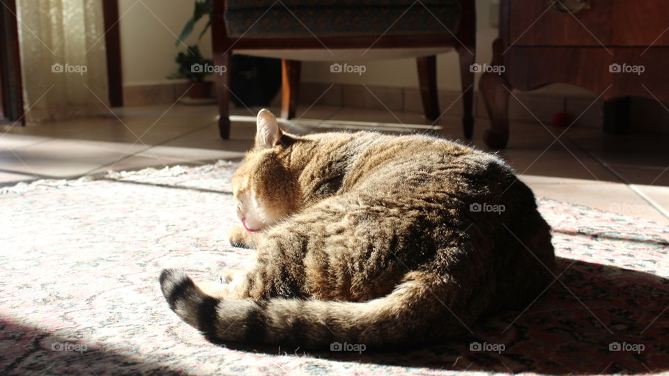 cat on carpet