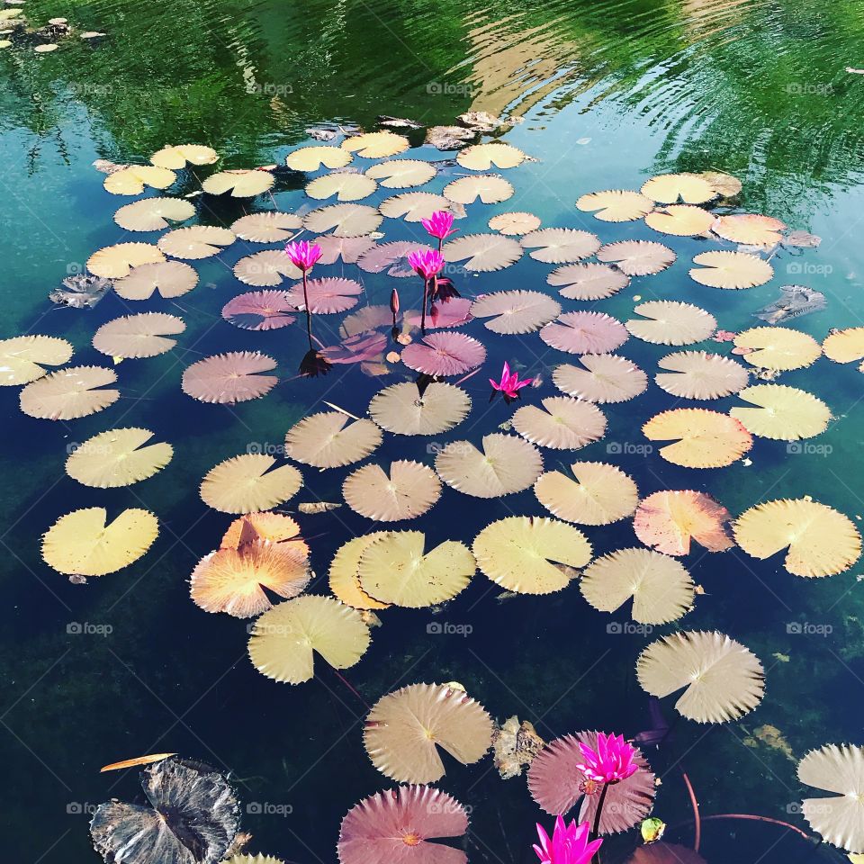 Beautiful lilies & lily pads ..