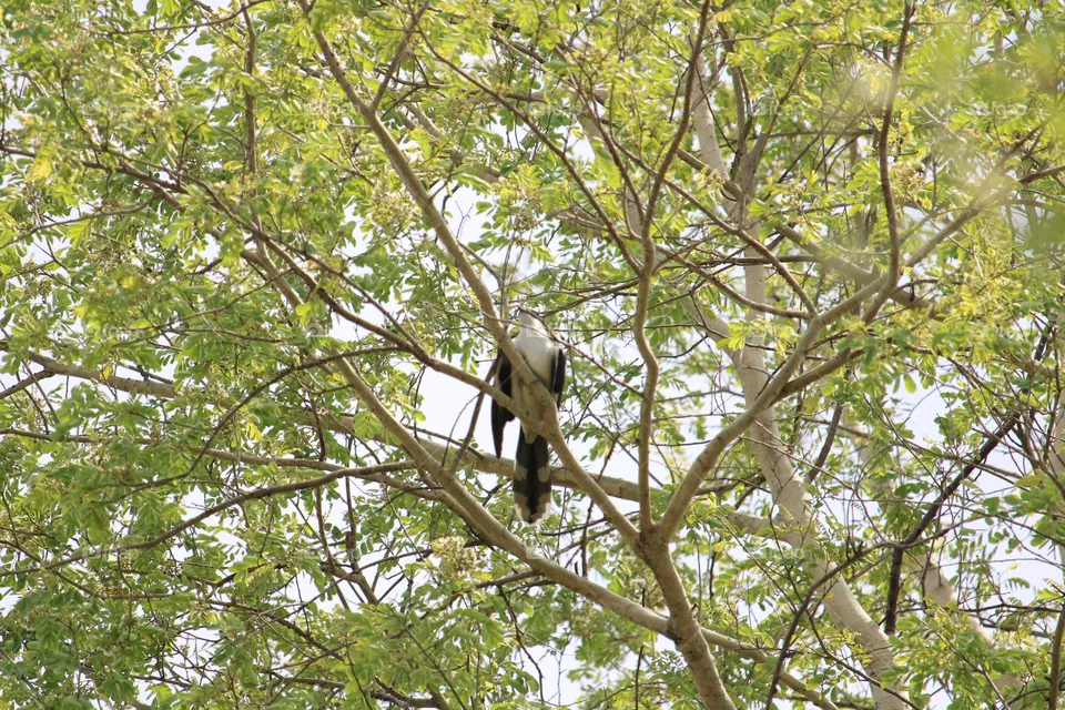 pied cuckoo
