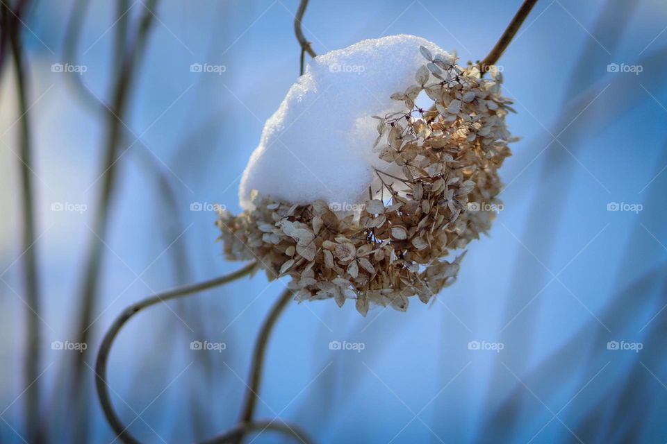 Hydrangea flower in winter