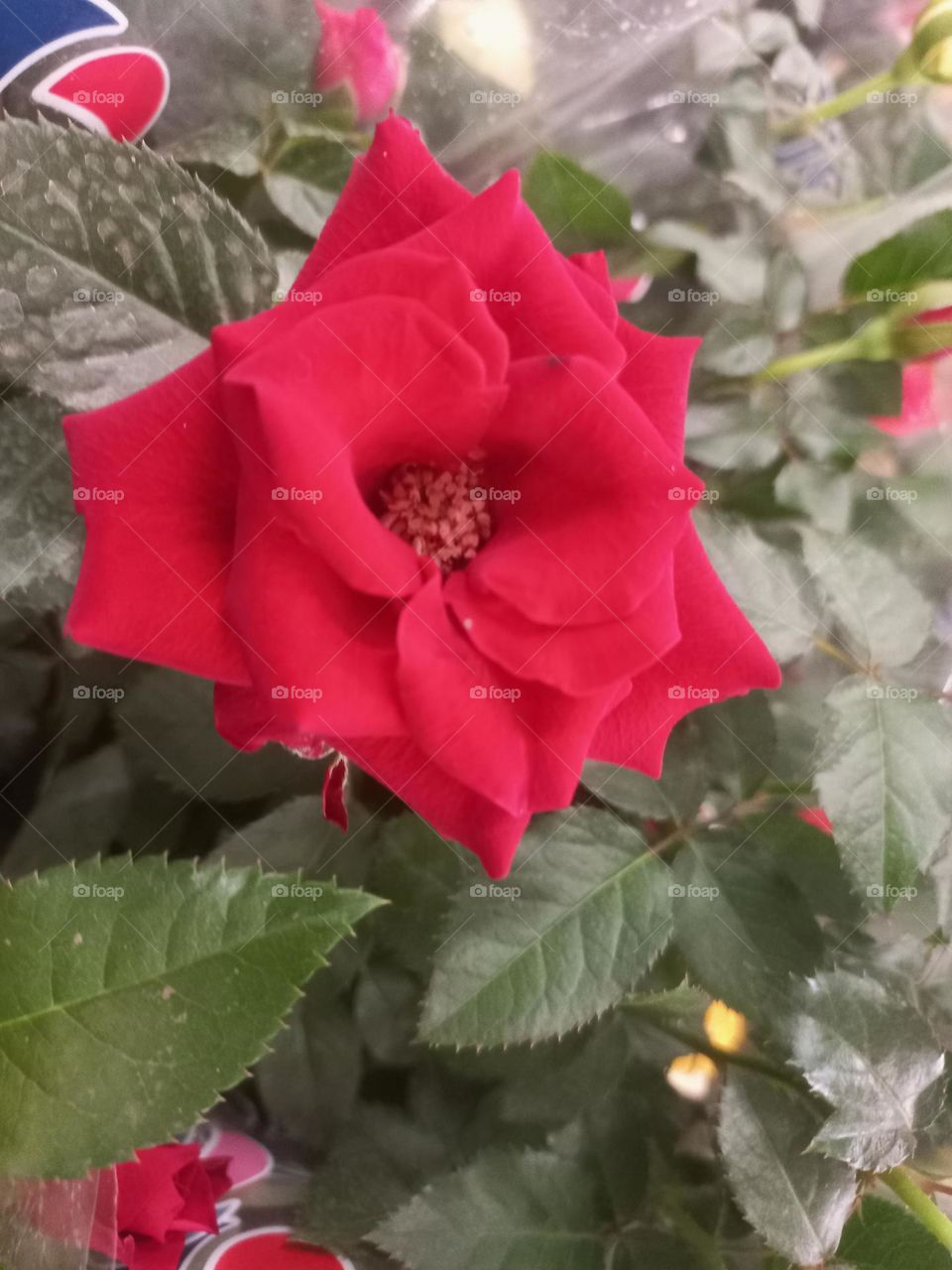 Rosa vermelha o símbolo do Amor. Dar uma rosa vermelha é uma maneira  clássica de dizer "Eu te amo""  sem palavras