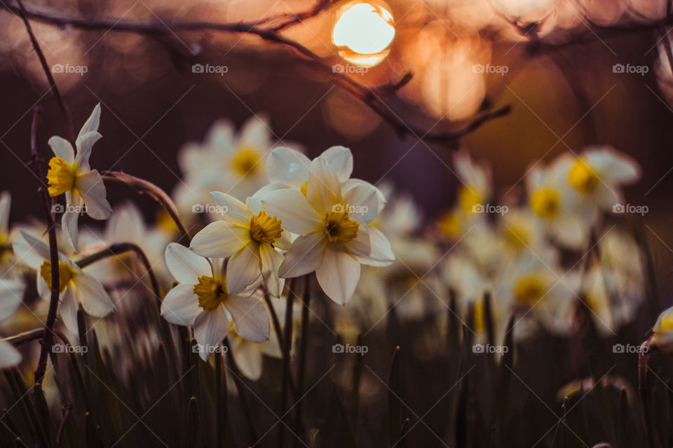 daffodils at sunset