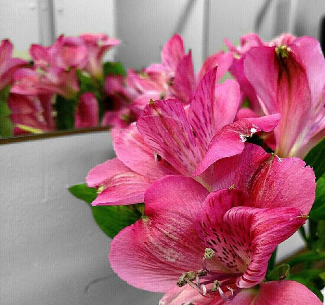 Colour
