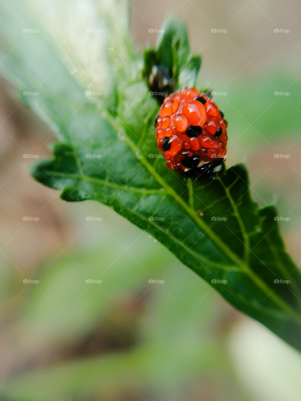 Ladybug with dew drops in morning  crawling on green leaf.
