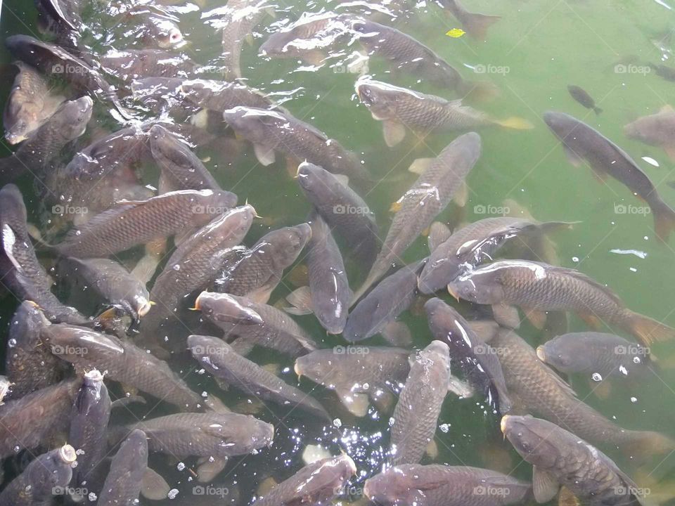 Feeding Frenzy