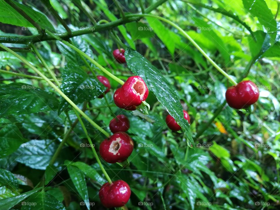 Frutos rojos del bosque, Ecuador