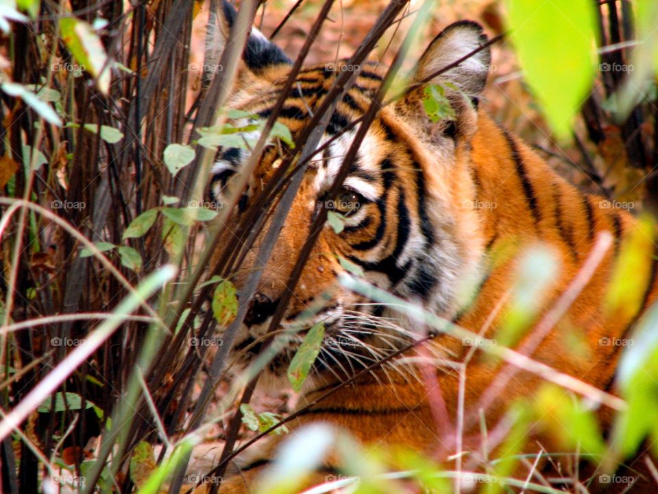 Hidden tiger on safari, India. A tiger hiding in the bush while on safari in Ranthambore, India