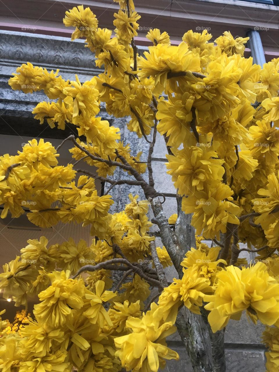 Yellow flowers. Brasil.