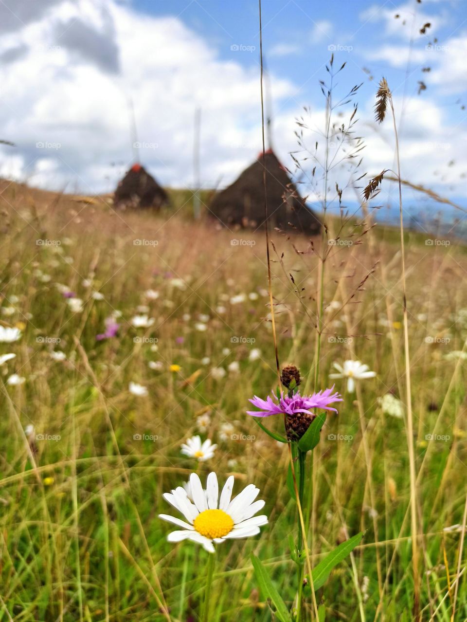 Your favourite travel destination
My beloved Carpathians. Green flower meadows. Cows with bells around their necks. Unforgettable trip across Ukraine. Mountains Dragobrat. Magnificent nature.