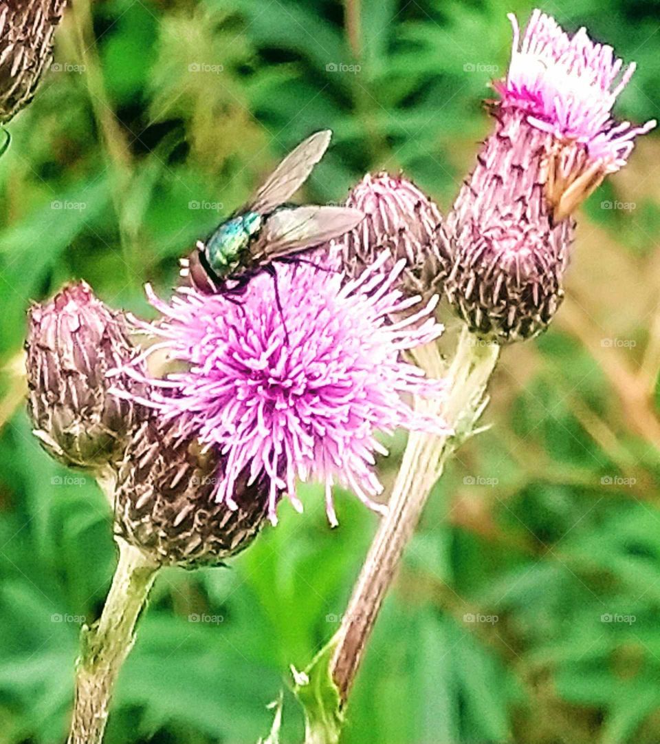 The Fly & The Creeping Thistle.