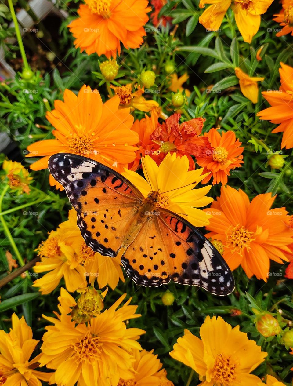 orange butterfly
