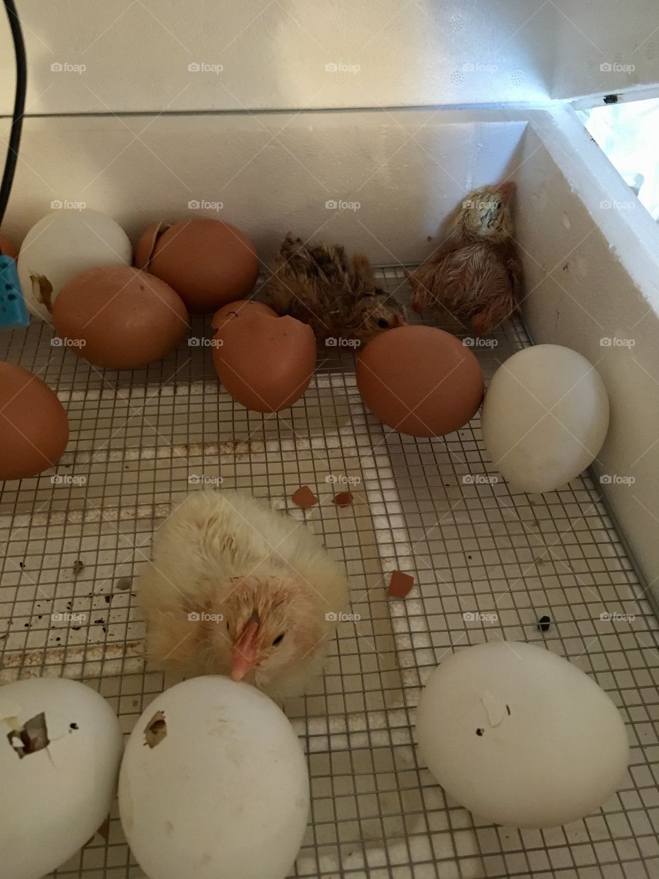 Chicks Hatching